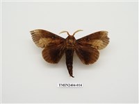 藏品(大灰枯葉蛾)的圖片